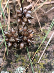 Allium