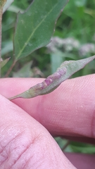 Hayhurstia atriplicis