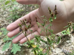 Hypericum perforatum