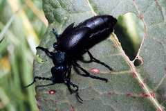 Meloe proscarabaeus