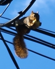 Sciurus niger