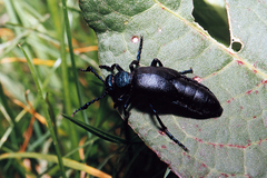 Meloe proscarabaeus