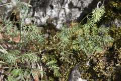 Seseli hippomarathrum