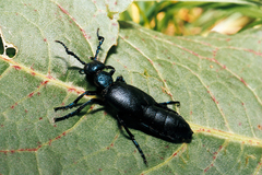 Meloe proscarabaeus
