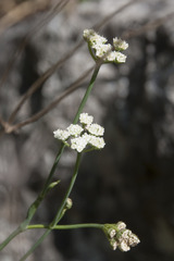Seseli hippomarathrum