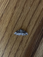 Xanthorhoe defensaria