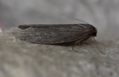 Achroia grisella