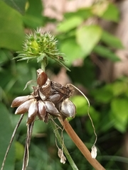 Allium