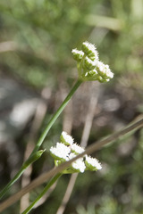 Seseli hippomarathrum
