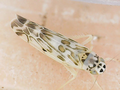 Eupteryx florida