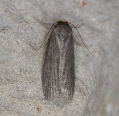 Achroia grisella