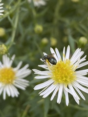 Andrena nubecula