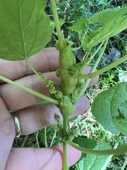 Neolasioptera boehmeriae