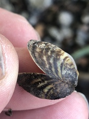 Dreissena polymorpha