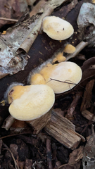 Phyllotopsis nidulans