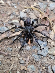 Antrodiaetus pacificus