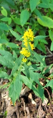 Solidago curtisii