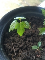 Acer negundo