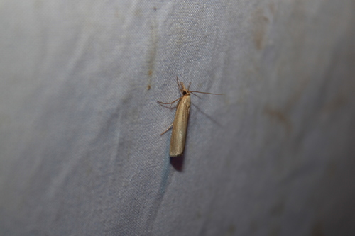 Sod Webworm Moth photo 3