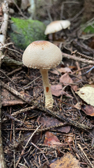 Lepiota magnispora