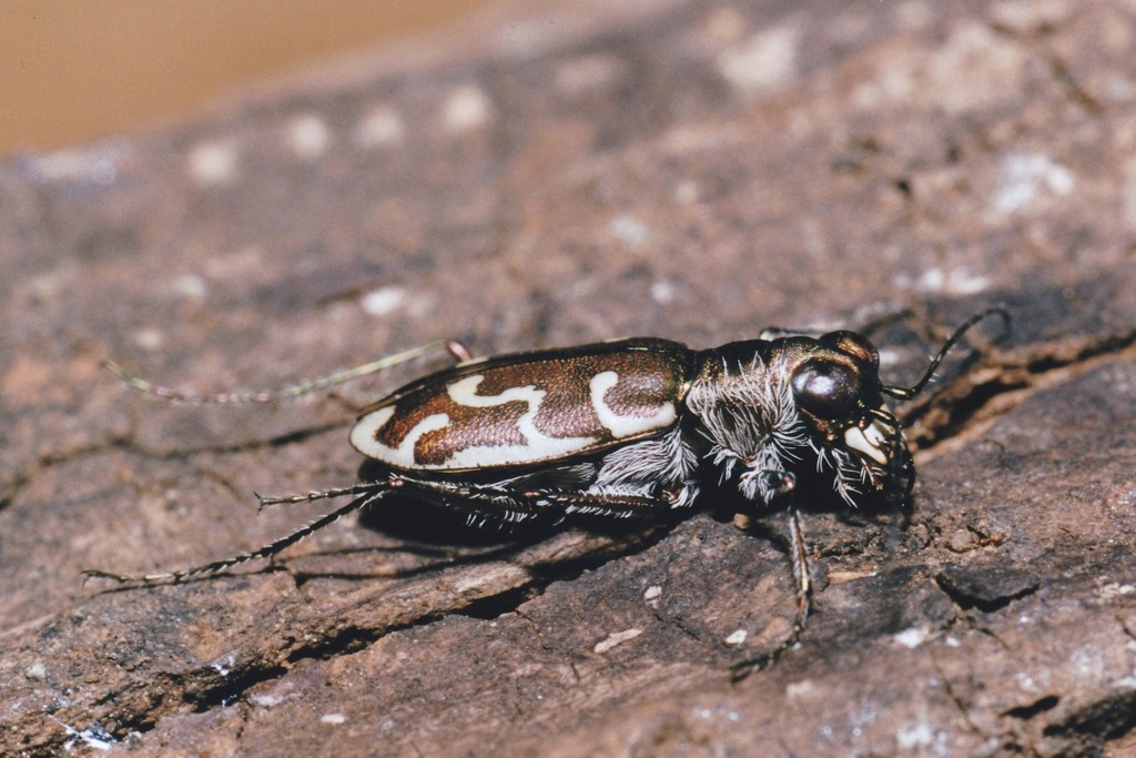 Cylindera trisignata