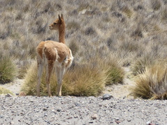 Vicugna vicugna