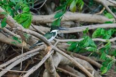 Chloroceryle amazona