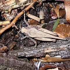 Tetrix subulata