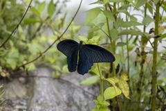 Papilio protenor