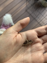 Xanthorhoe defensaria