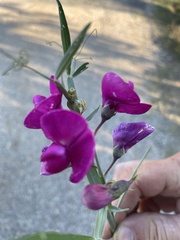 Lathyrus latifolius