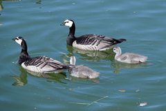 Branta leucopsis