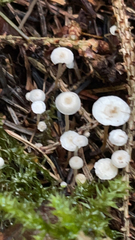 Strobilurus trullisatus