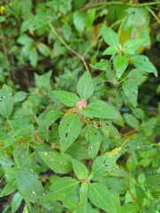 Acalypha