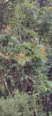 Gloriosa superba