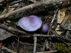 Inocybe lilacina