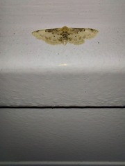 Idaea filicata
