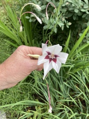 Gladiolus murielae
