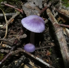 Inocybe lilacina