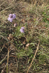 Scabiosa canescens