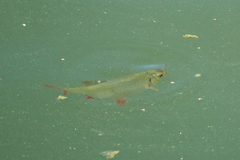 Scardinius erythrophthalmus