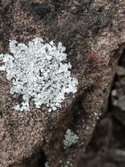 Protoparmeliopsis muralis