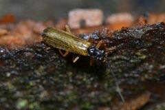 Rhagonycha lignosa