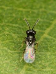 Eulophidae