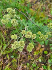 Pycnanthemum verticillatum