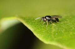 Eulophidae