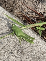 Schistocerca serialis cubense