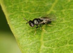 Eulophidae