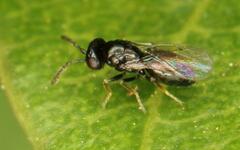 Eulophidae