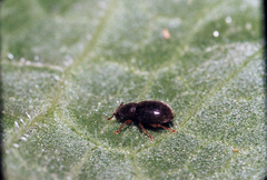 Baromiamima concinna